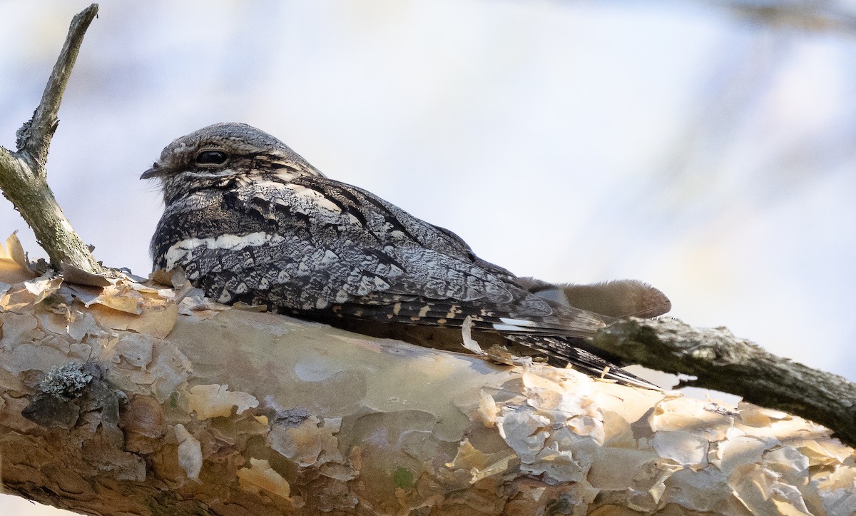 Eurasian Nightjar - Arto Keskinen