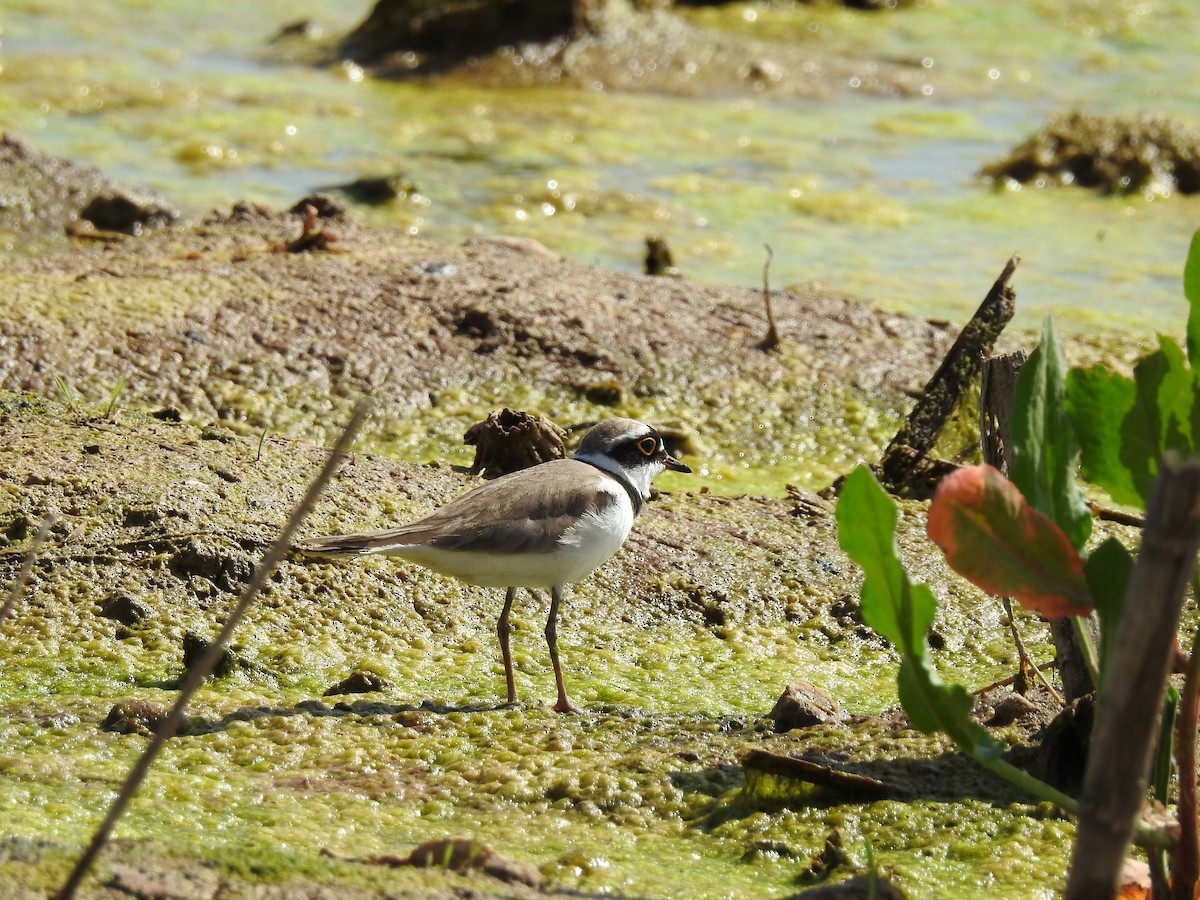 Little Ringed Plover - Yusuf Durmuş