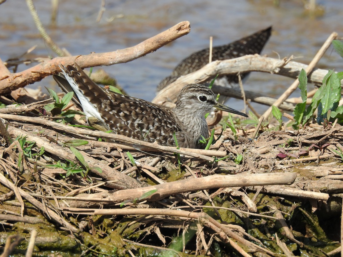 Wood Sandpiper - ML587003911