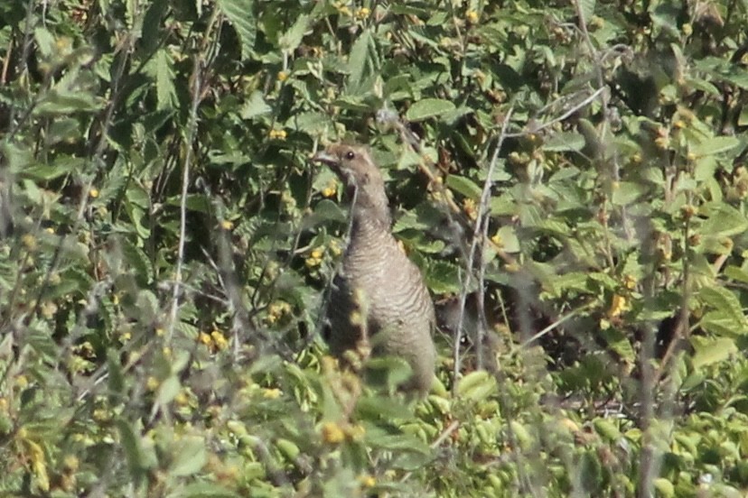 Gray Francolin - Holly Kleindienst