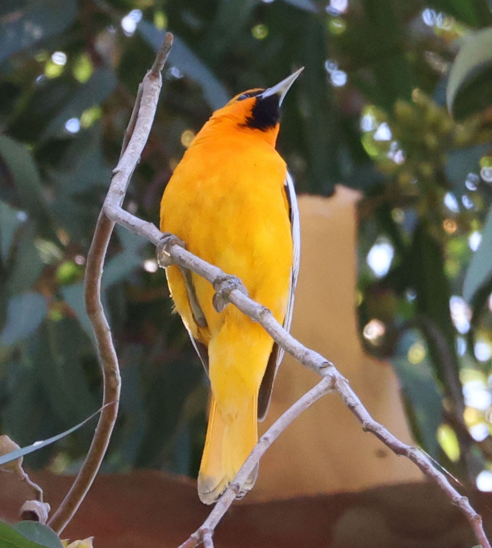 Bullock's Oriole - ML587005591