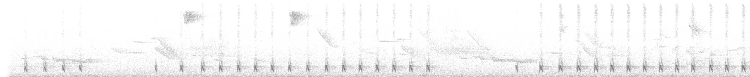 Schwarztapaculo (latrans) - ML587007581