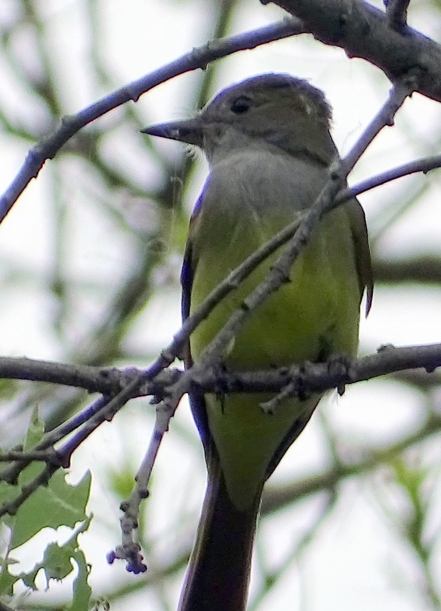 Great Crested Flycatcher - ML587008331