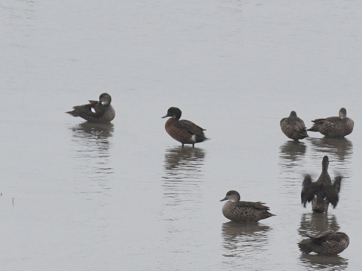 Chestnut Teal - ML587008501