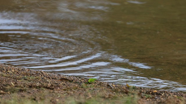 American Goldfinch - ML587009181