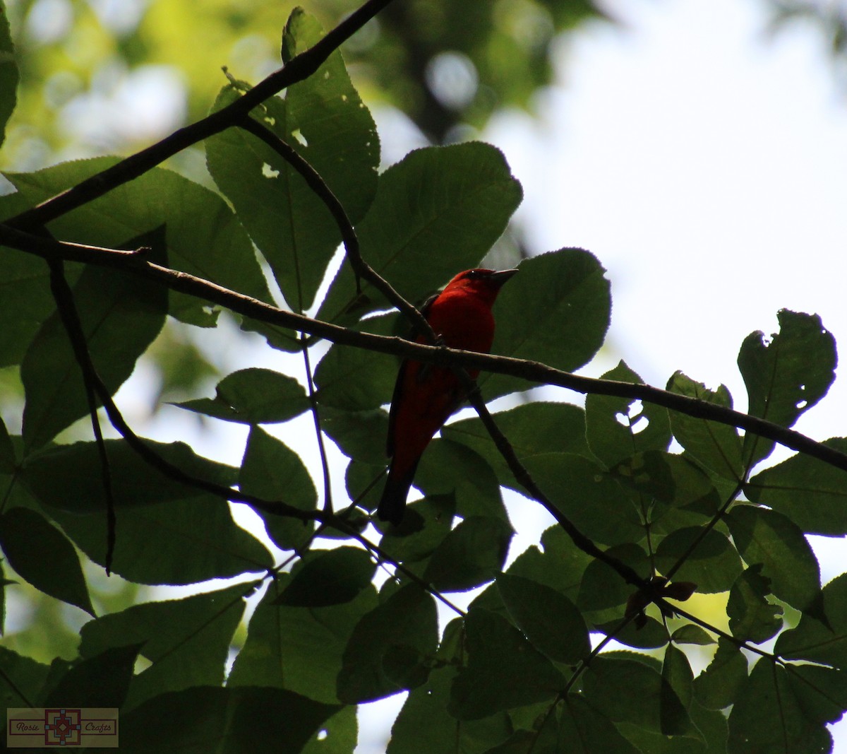 Scarlet Tanager - ML587009441