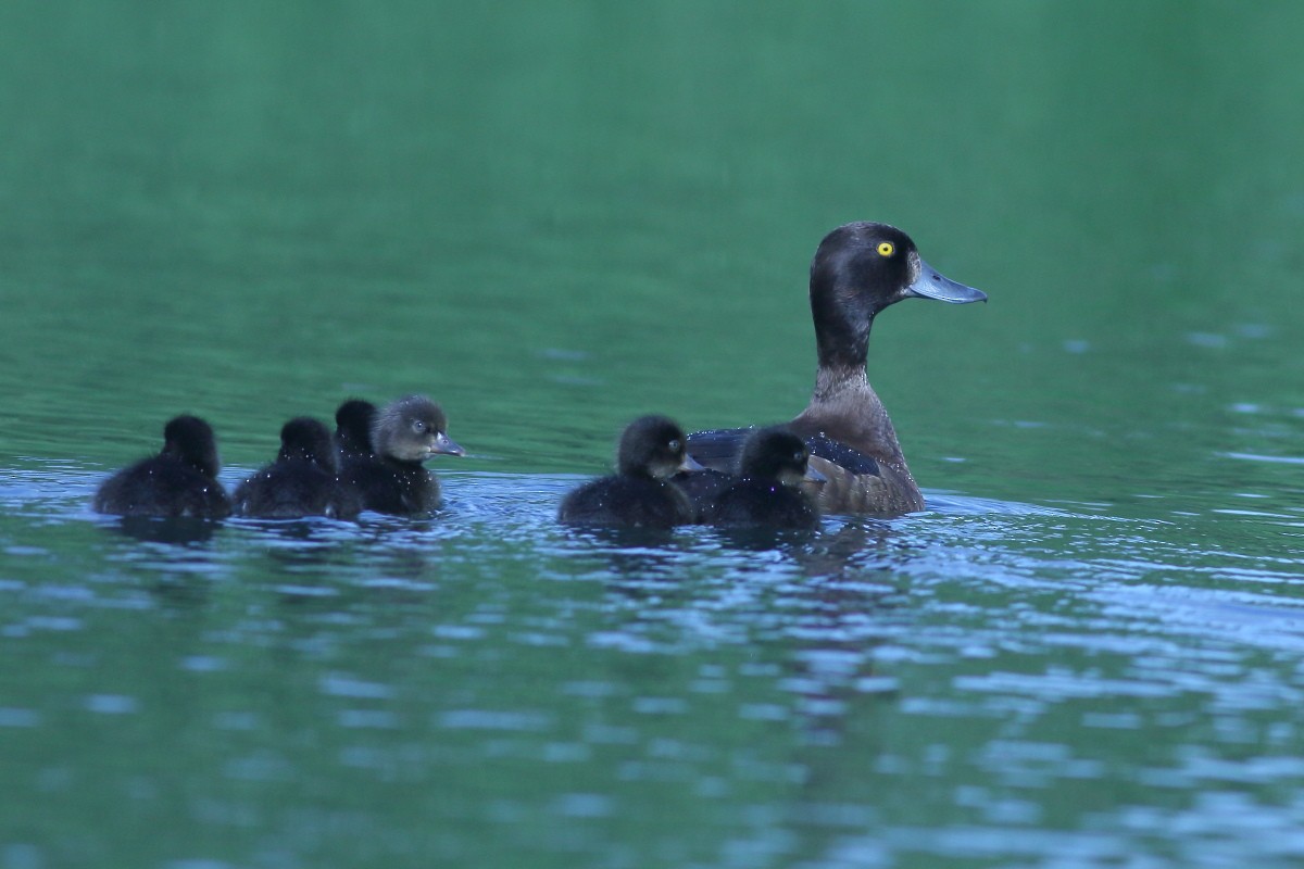 Tufted Duck - ML587010021