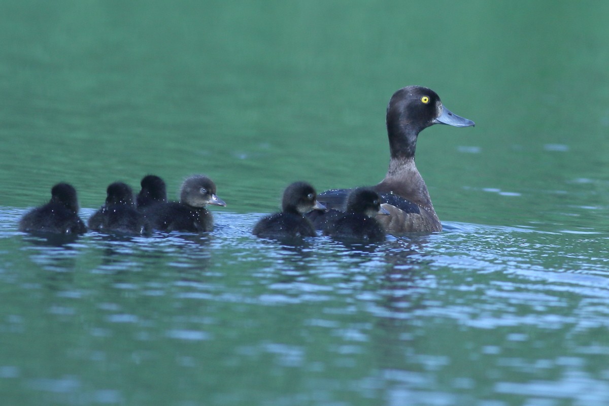 Tufted Duck - ML587010031