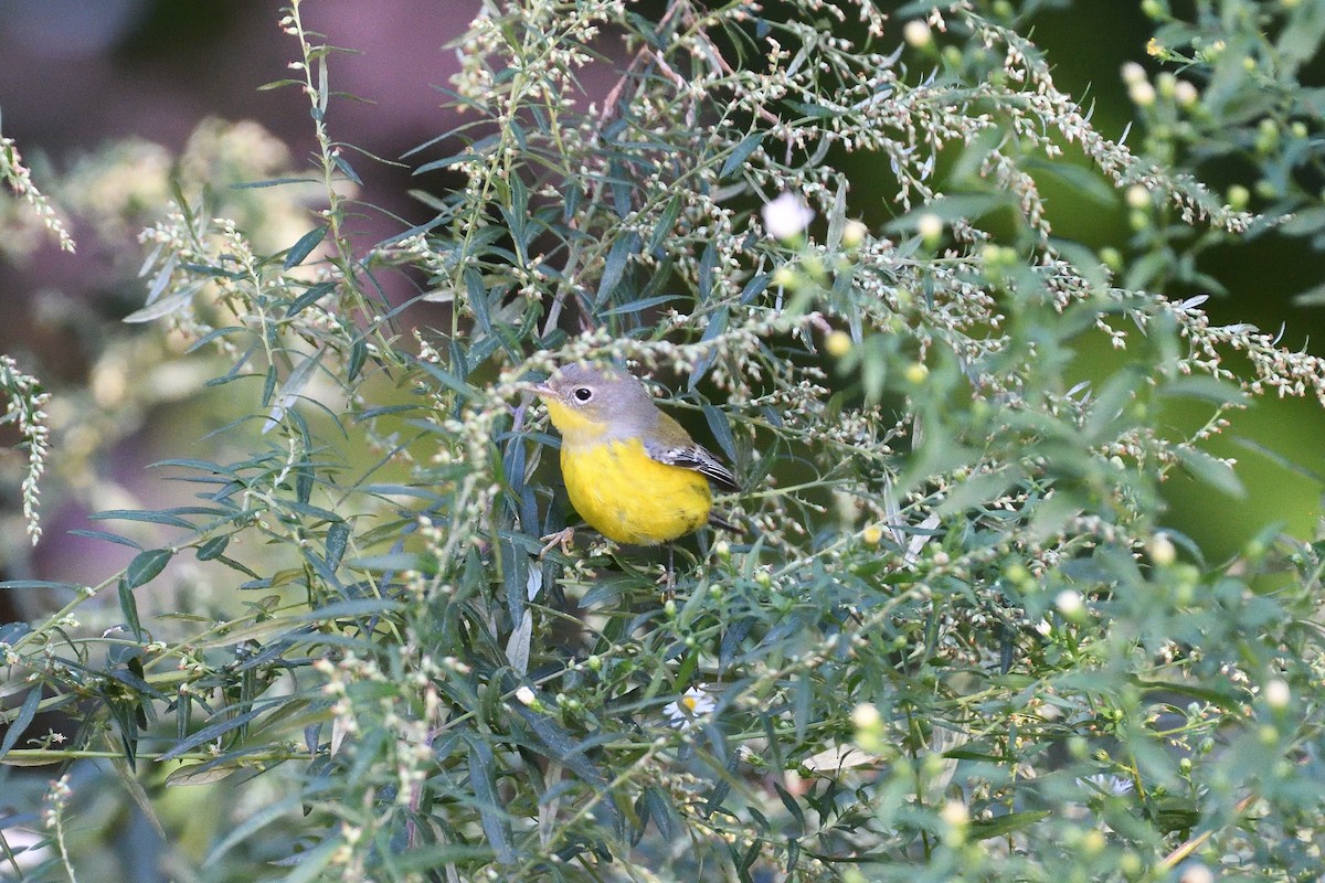 Paruline à tête cendrée - ML587010111