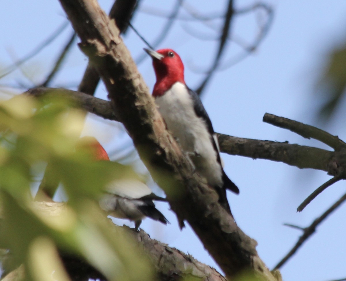 Red-headed Woodpecker - ML58701071