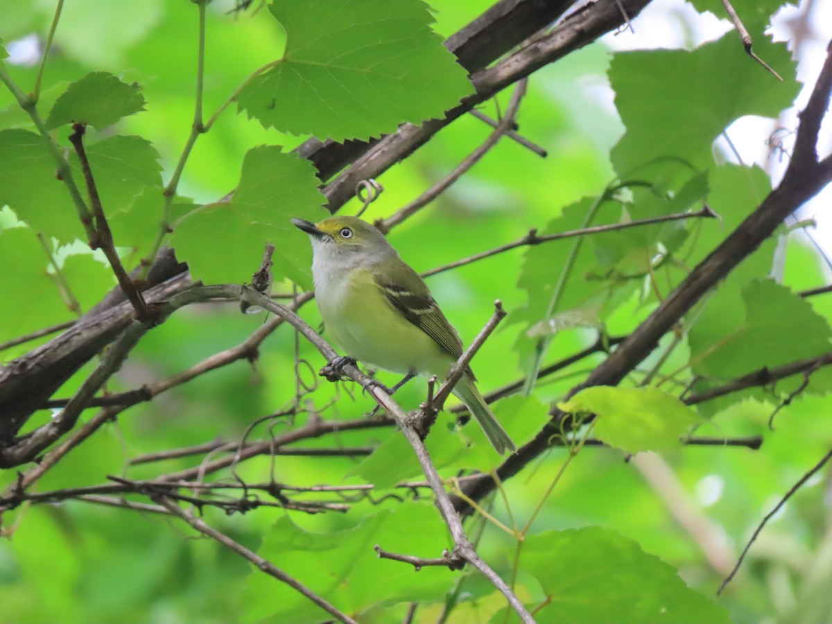 Ak Gözlü Vireo - ML587011841