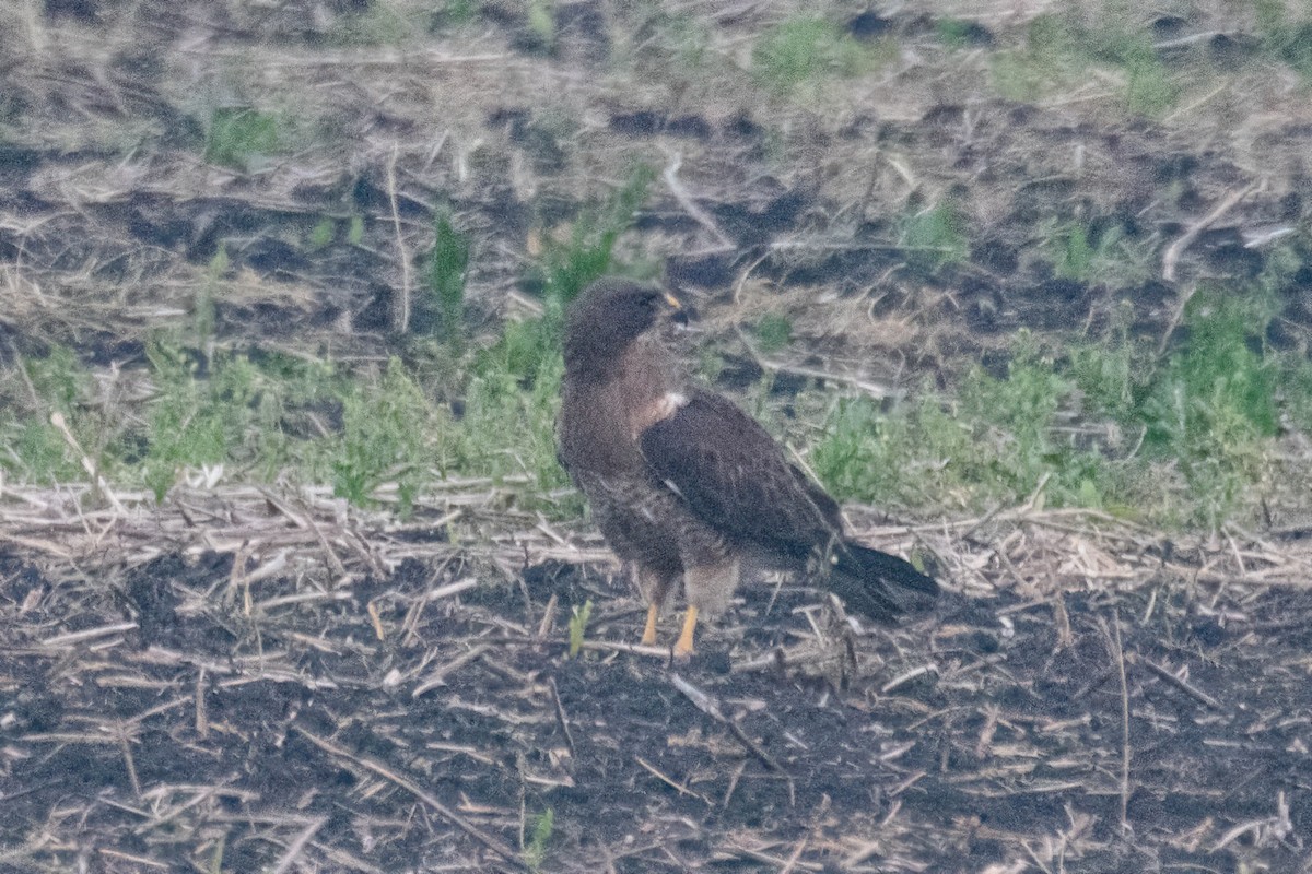 Swainson's Hawk - ML587011931