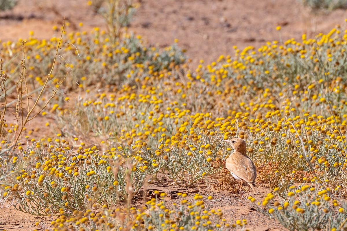 Dunn's Lark - ML587012391