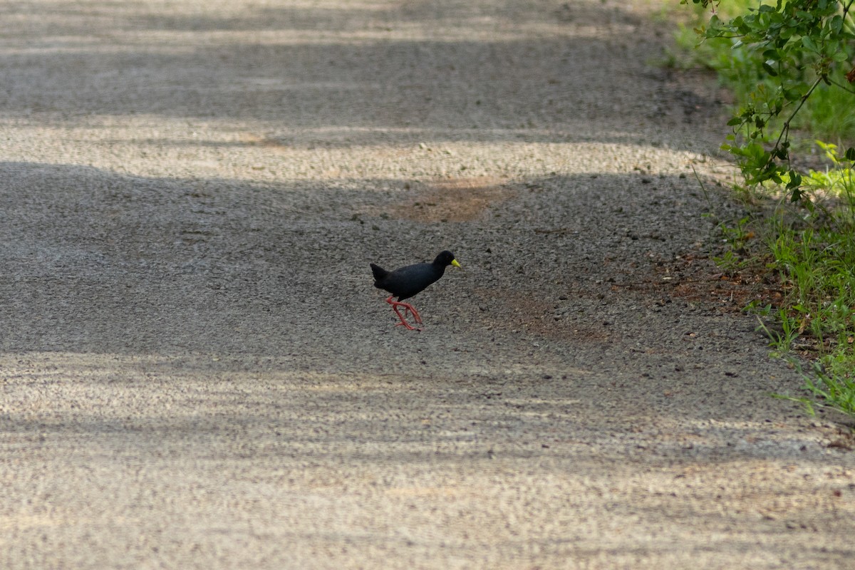 Polluela Negra Africana - ML587012581