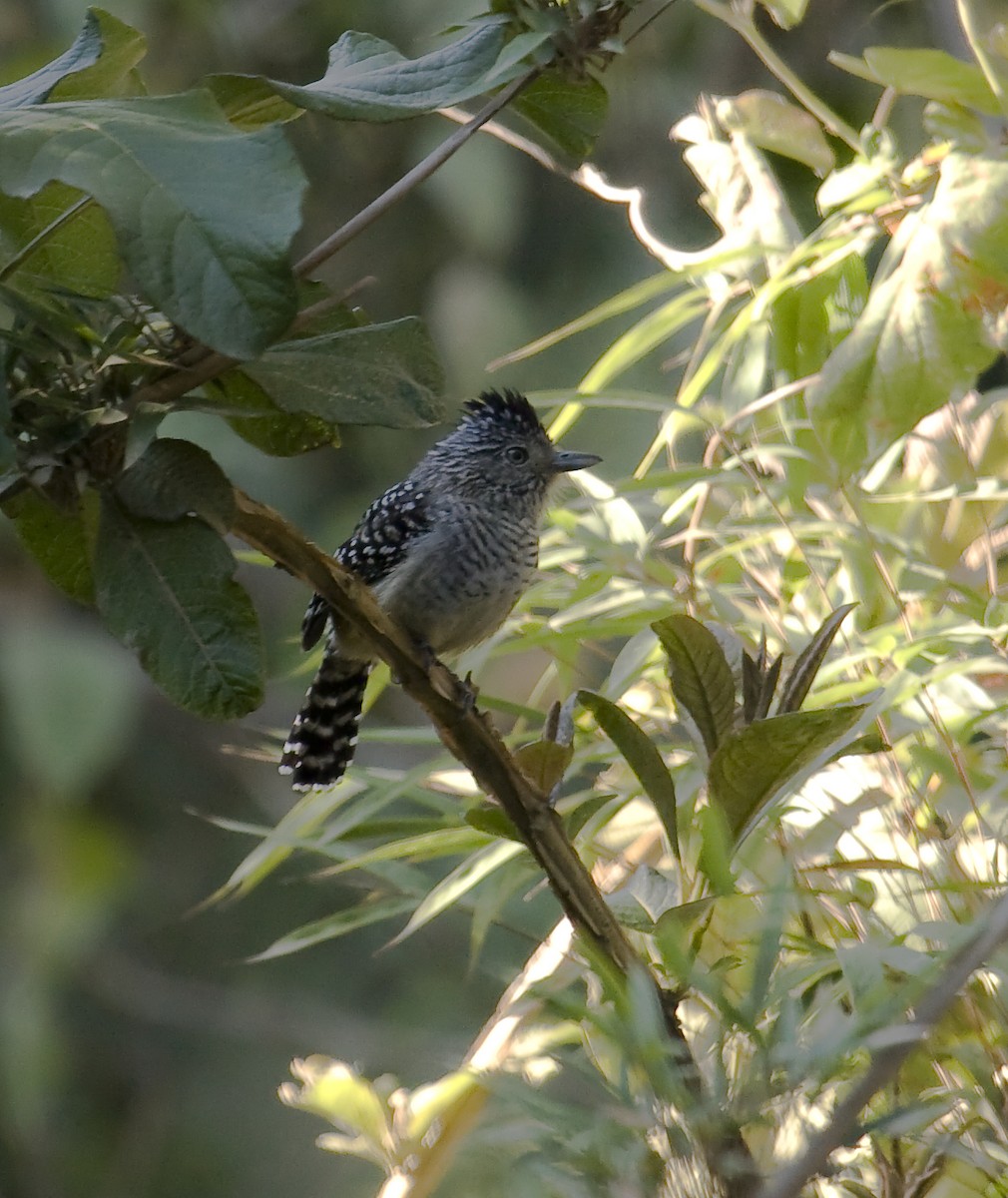 Chapman's Antshrike - ML587012931