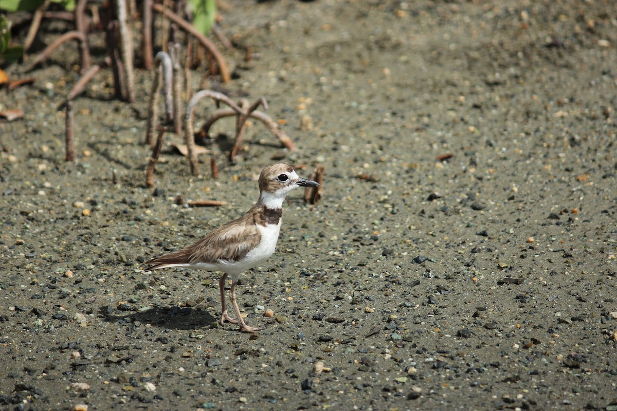 Wilson's Plover - Alcides L. Morales Pérez