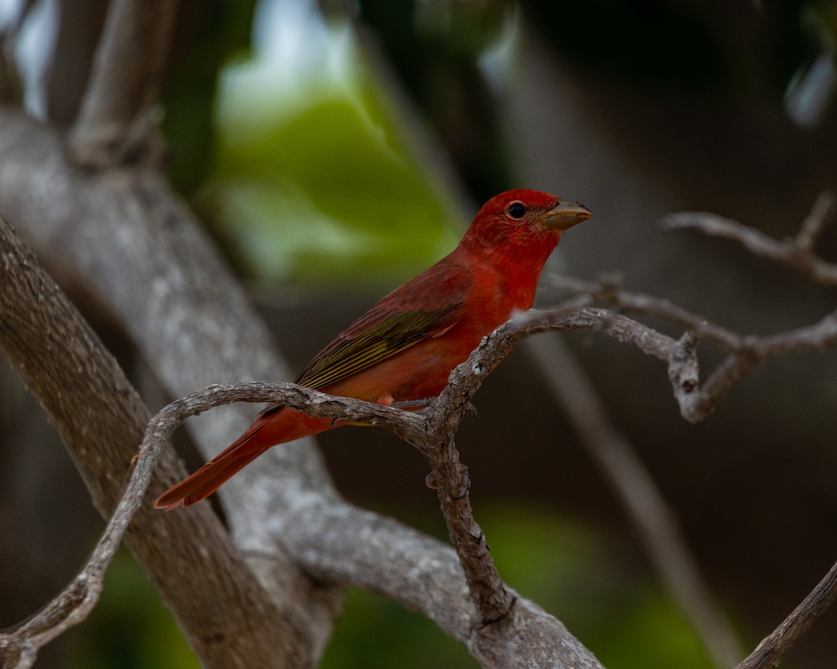 Summer Tanager - ML587013251