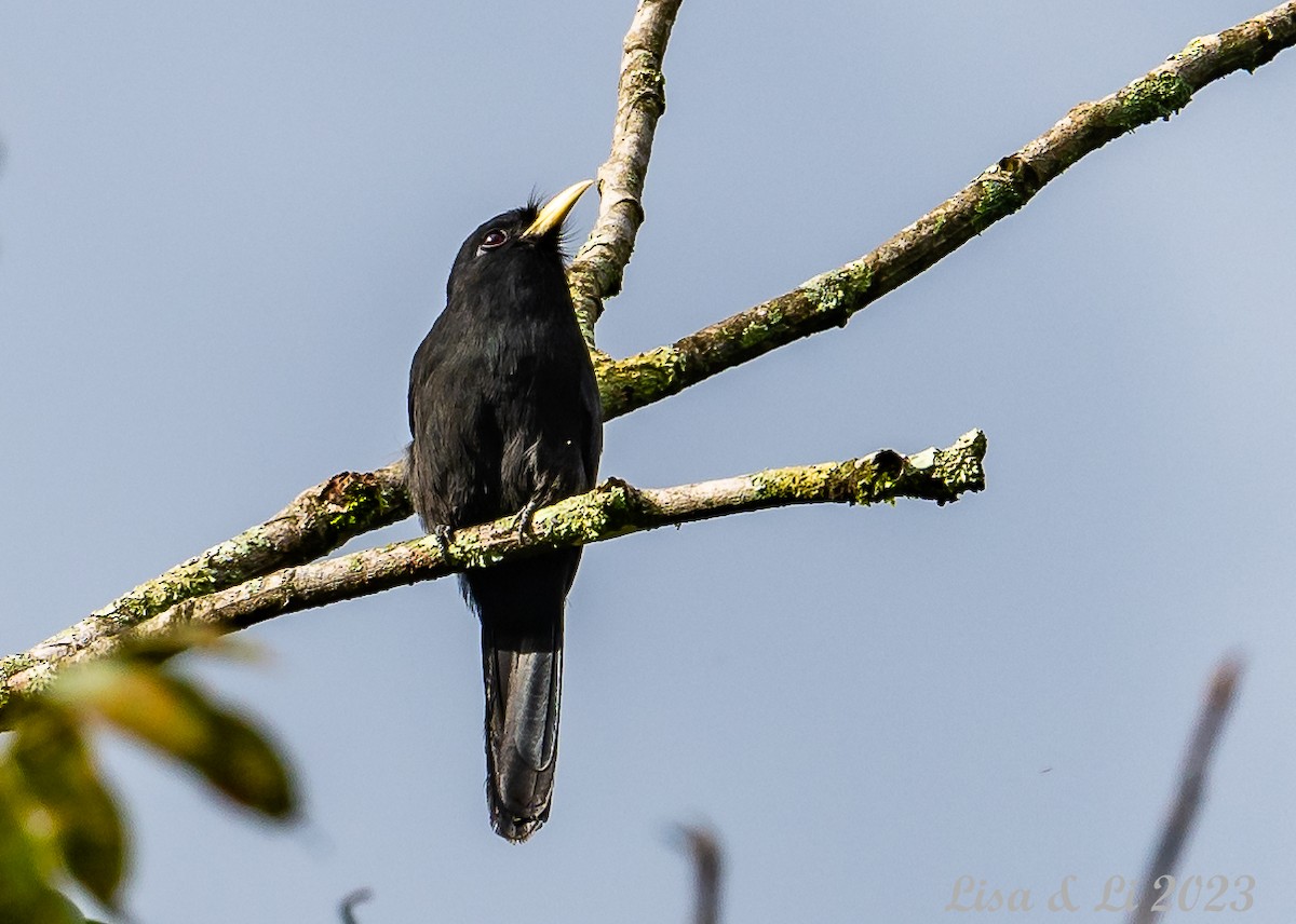 Yellow-billed Nunbird - ML587014311