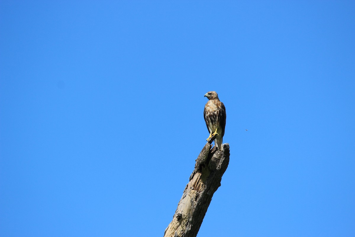 Rotschwanzbussard (jamaicensis) - ML587014331