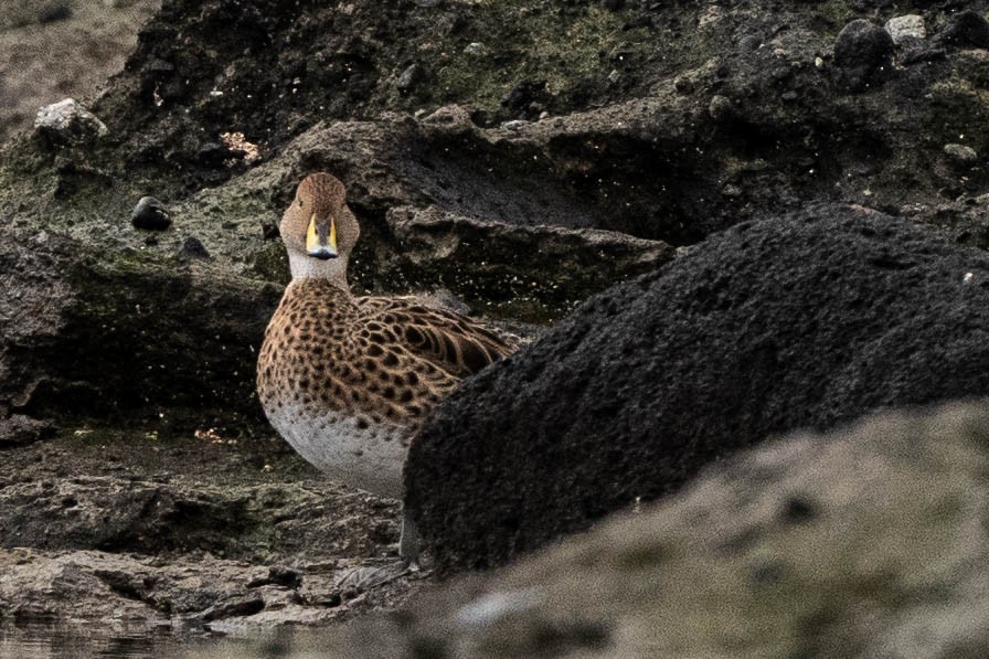 Yellow-billed Pintail - ML587015591