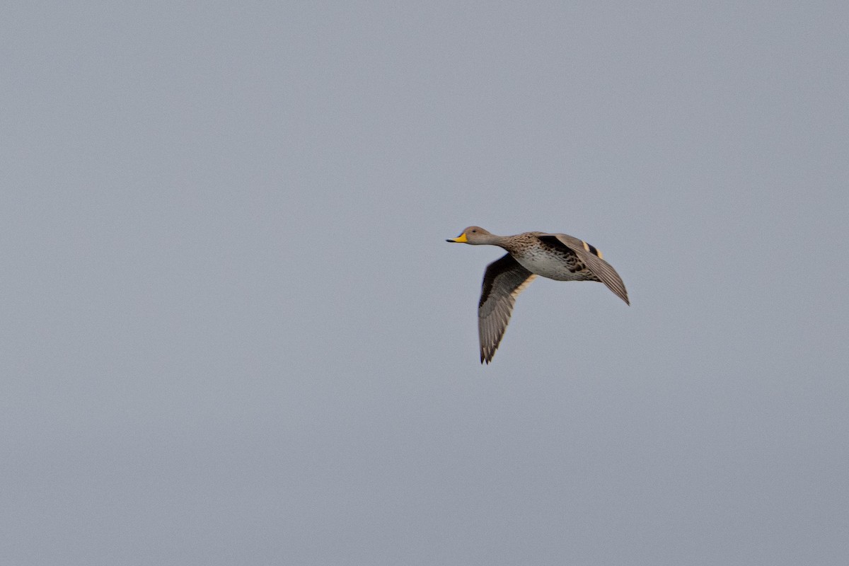 Yellow-billed Pintail - Fitos Team