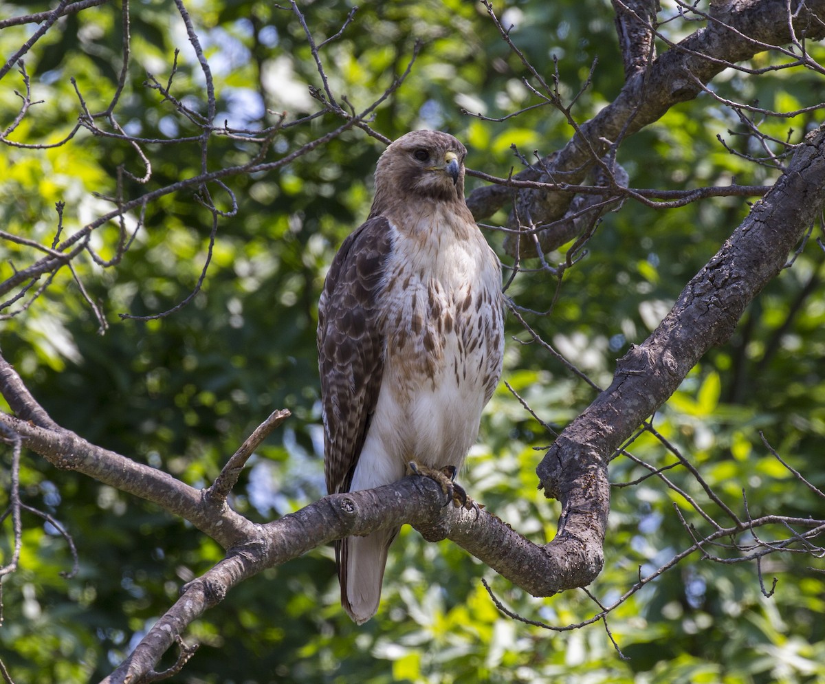 Red-tailed Hawk - ML587015821