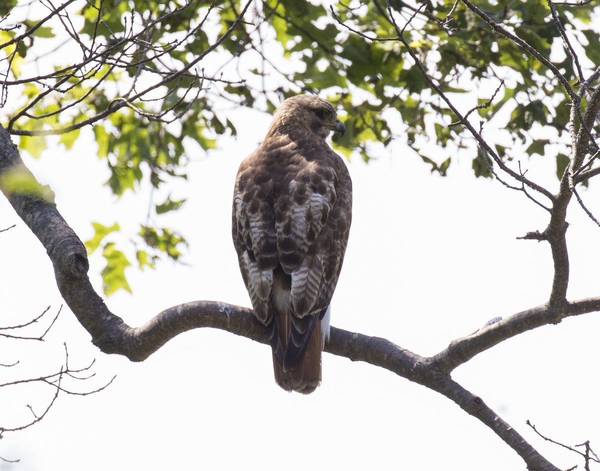 Red-tailed Hawk - ML587015841