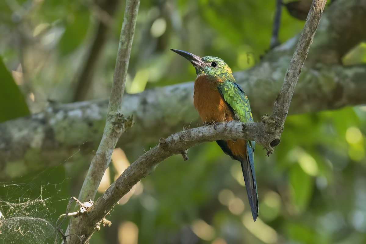 Great Jacamar - ML587016011