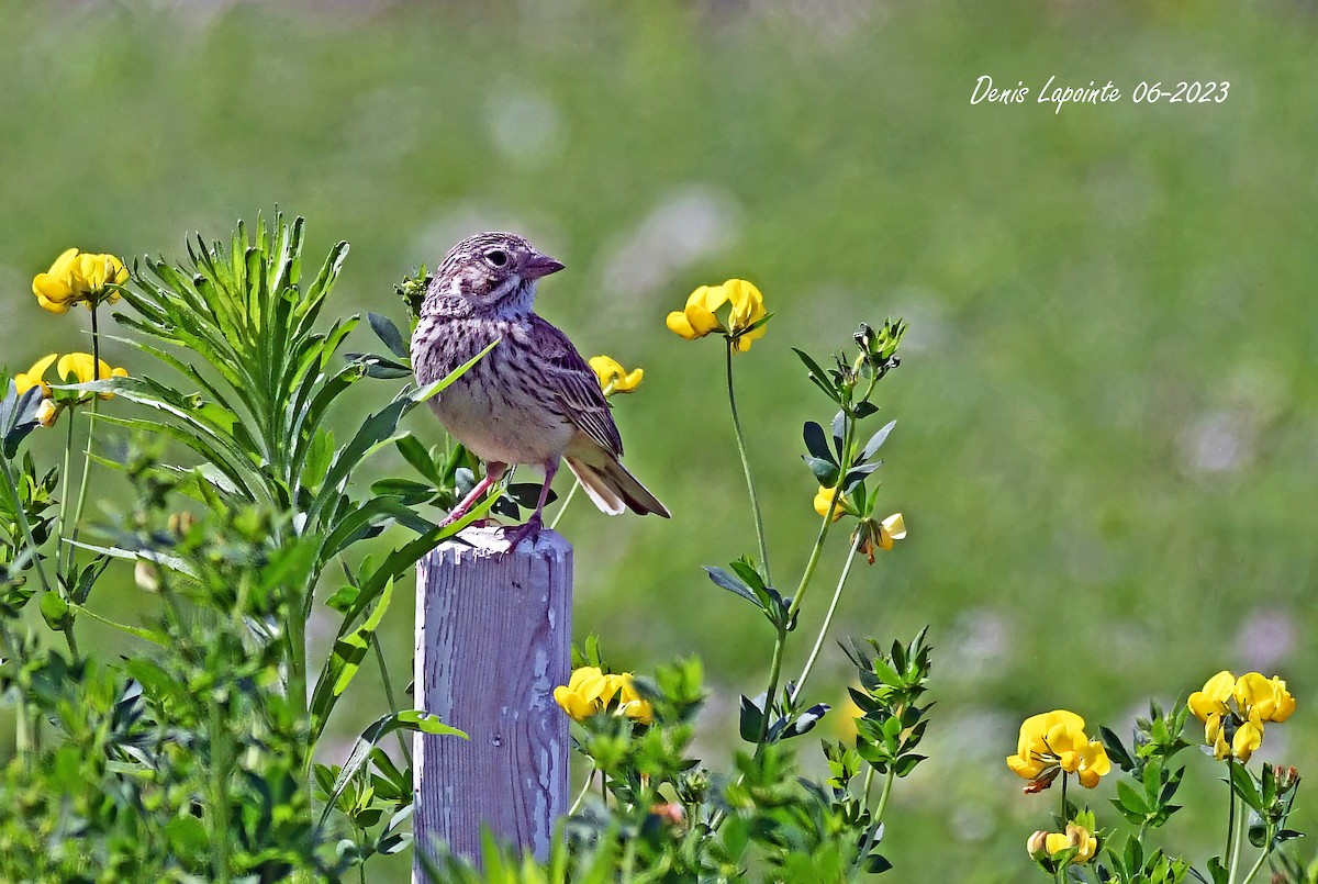 Vesper Sparrow - ML587016521