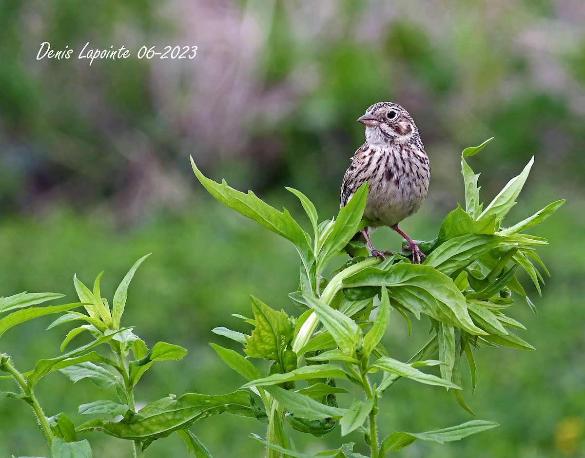 Vesper Sparrow - ML587016971