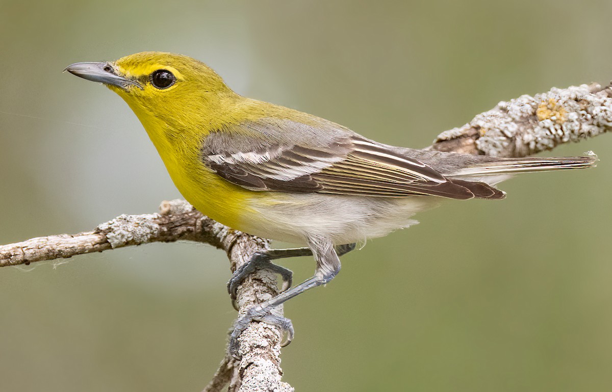 Yellow-throated Vireo - Iris Kilpatrick
