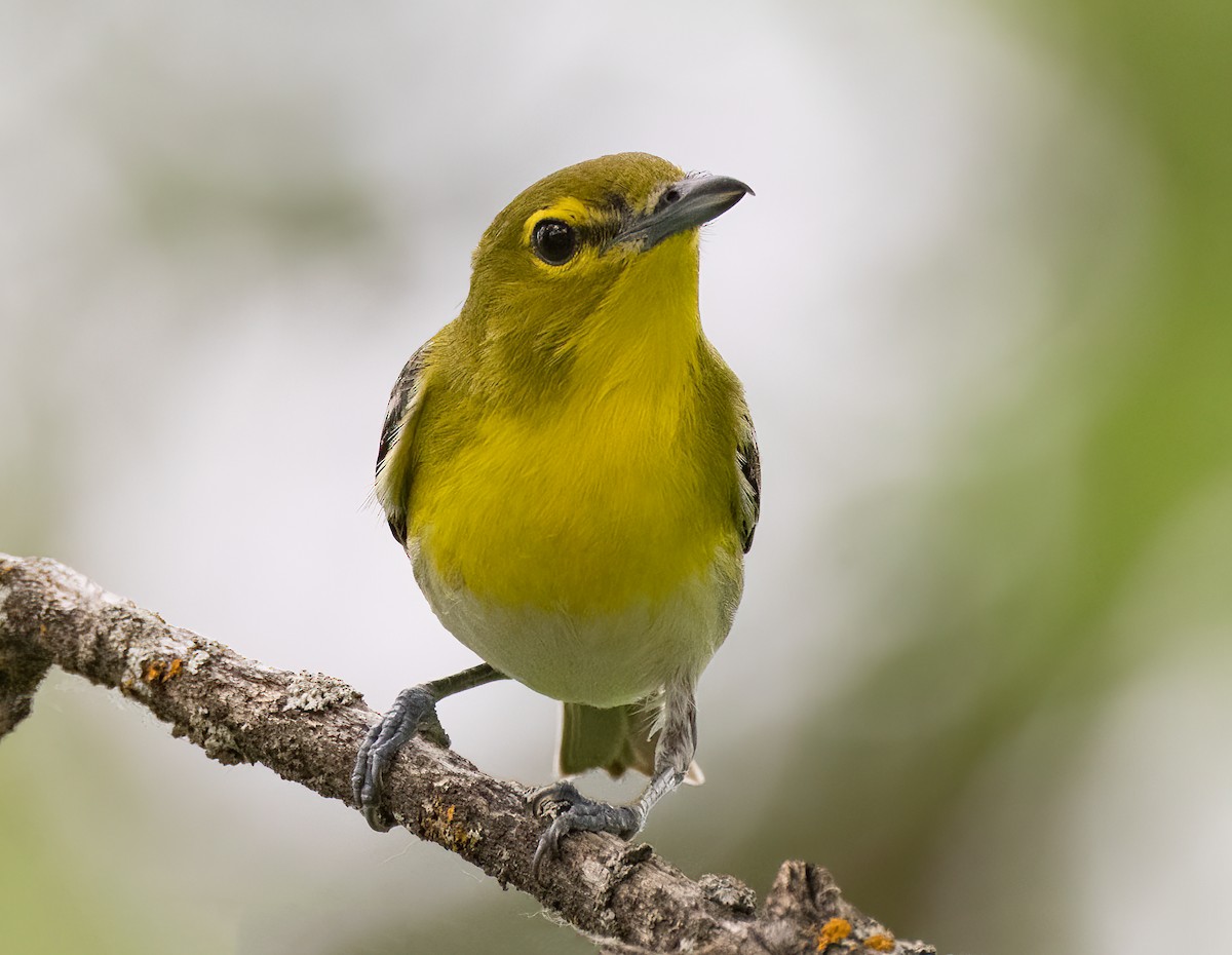 Yellow-throated Vireo - Iris Kilpatrick