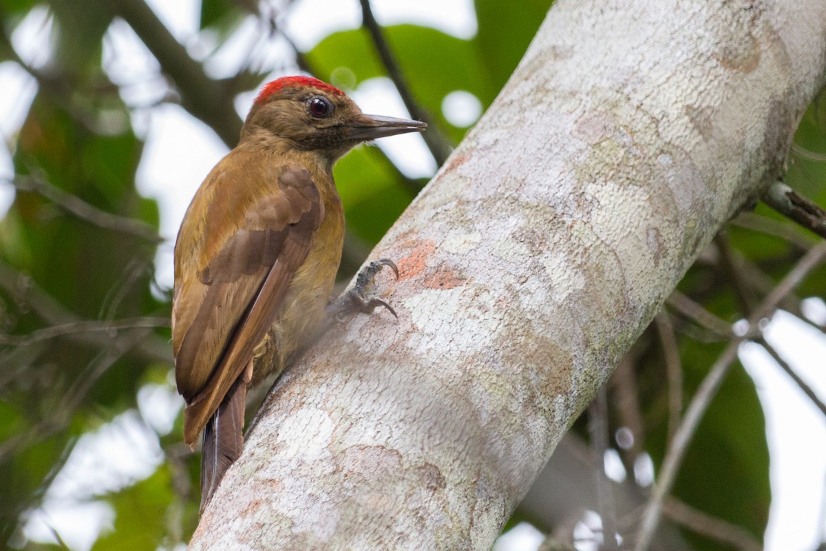 Smoky-brown Woodpecker - ML587019251