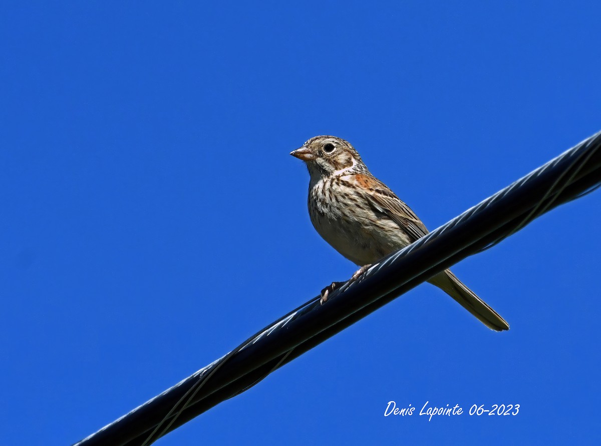 Vesper Sparrow - ML587019761