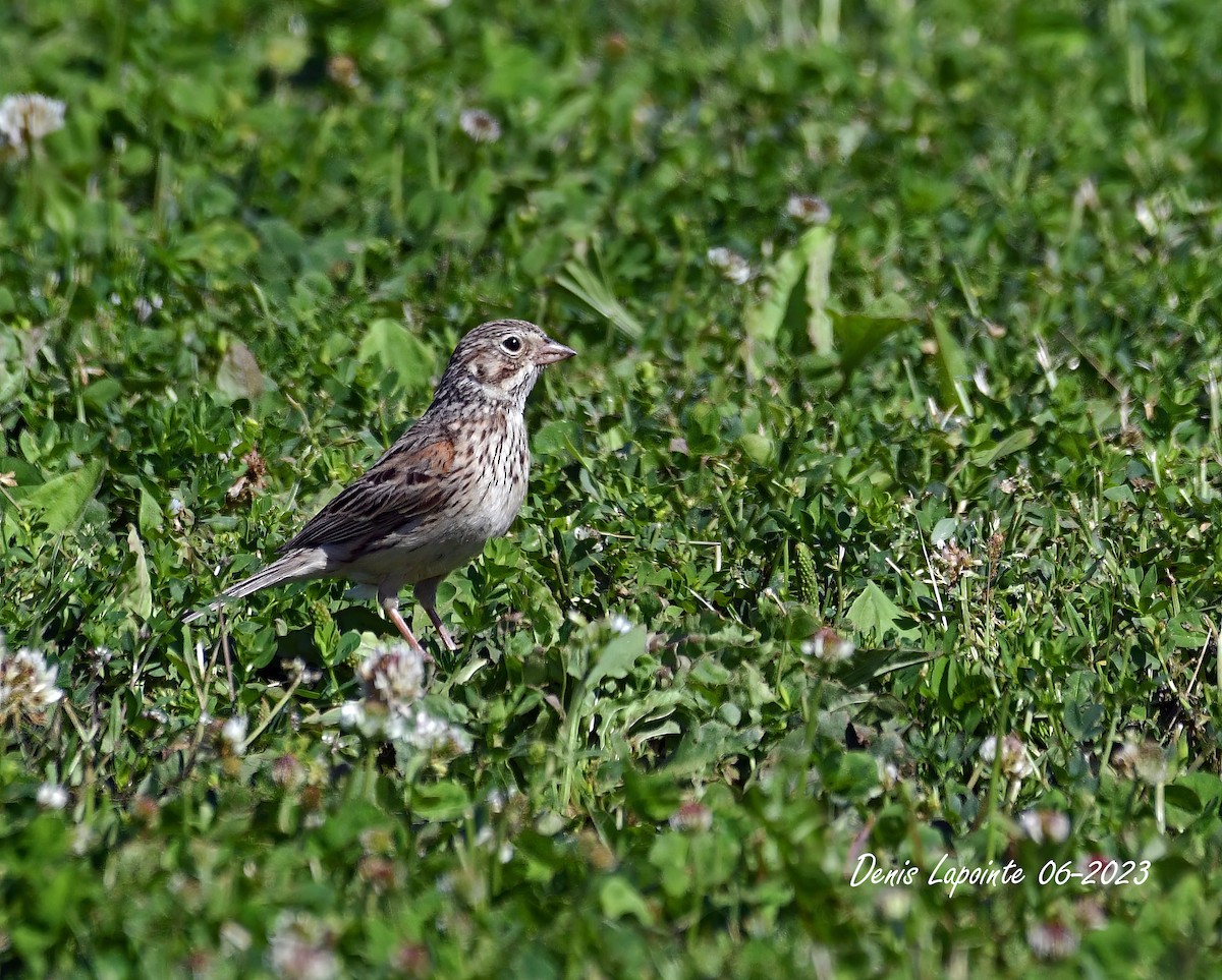 Vesper Sparrow - ML587019771