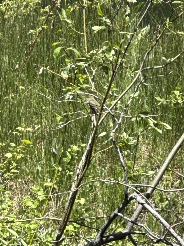 Western Flycatcher (Cordilleran) - ML587020931