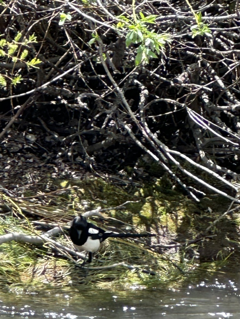 Black-billed Magpie - ML587021541