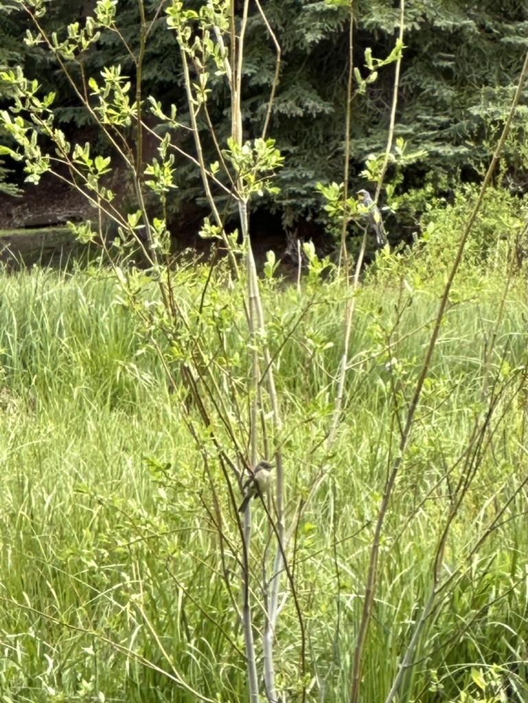 Western Flycatcher (Cordilleran) - ML587021651