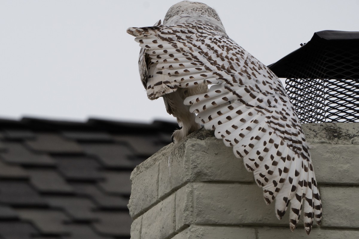 Snowy Owl - ML587022061