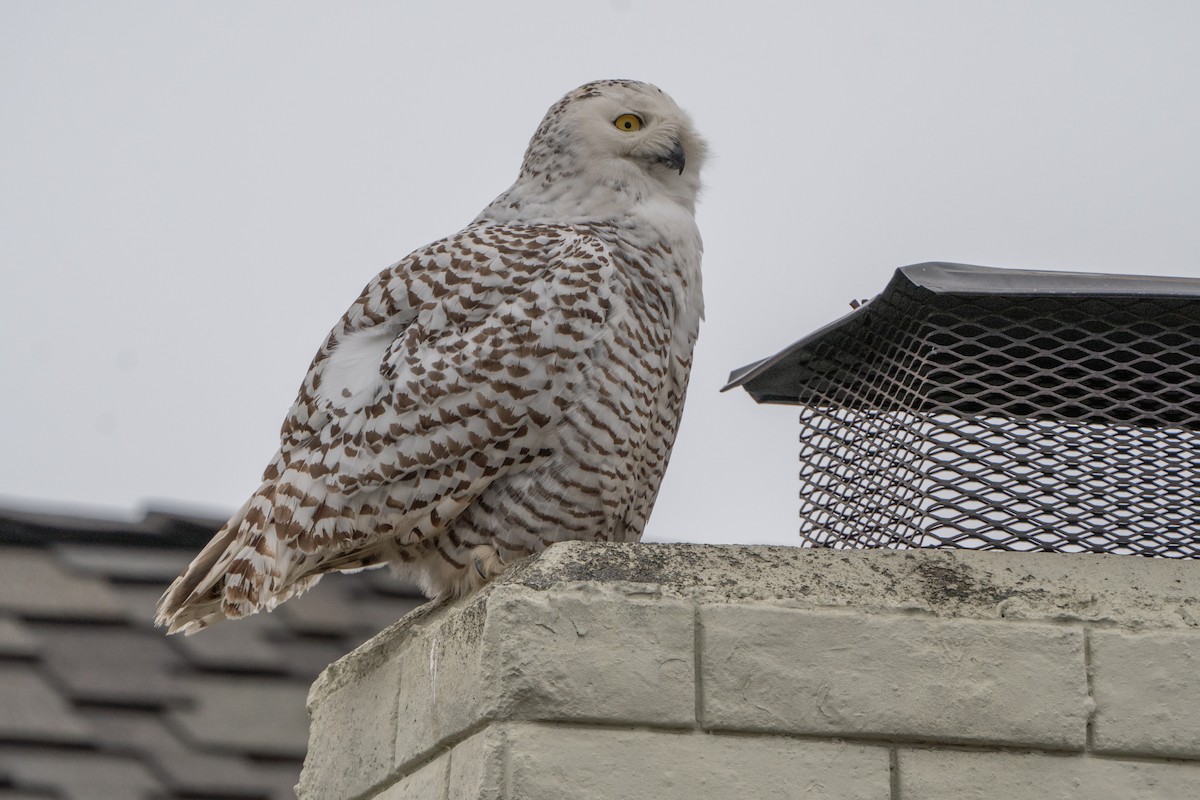 Snowy Owl - ML587022081