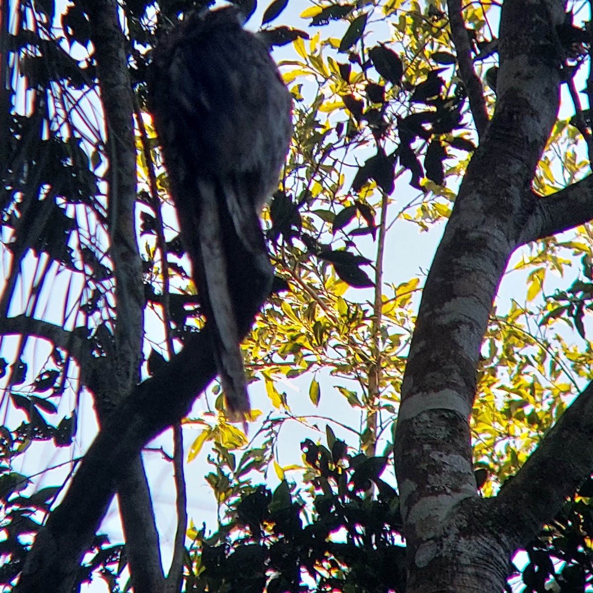 Long-tailed Potoo - Marcelo da Rocha