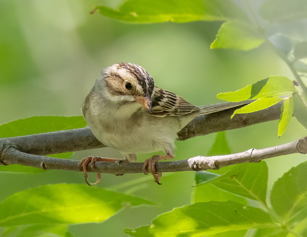 Clay-colored Sparrow - Iris Kilpatrick