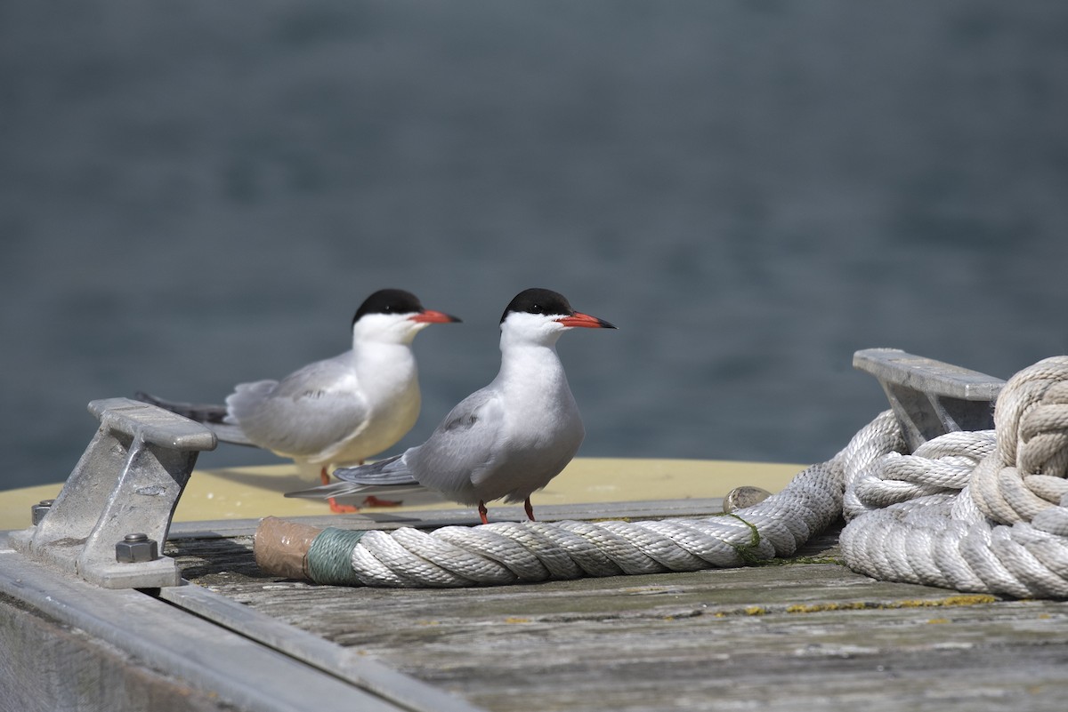 Common Tern - Eduardo Realinho