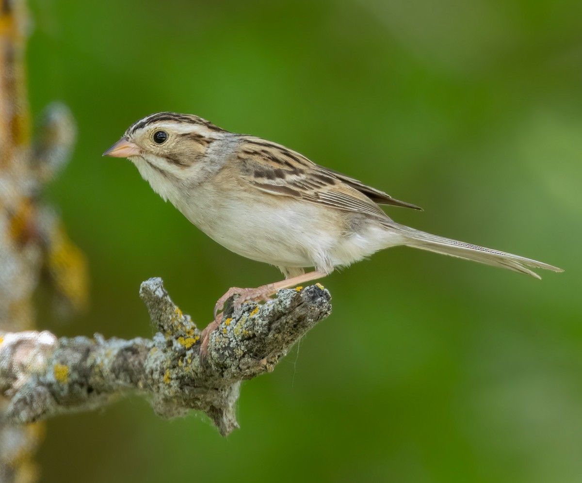 Clay-colored Sparrow - Iris Kilpatrick