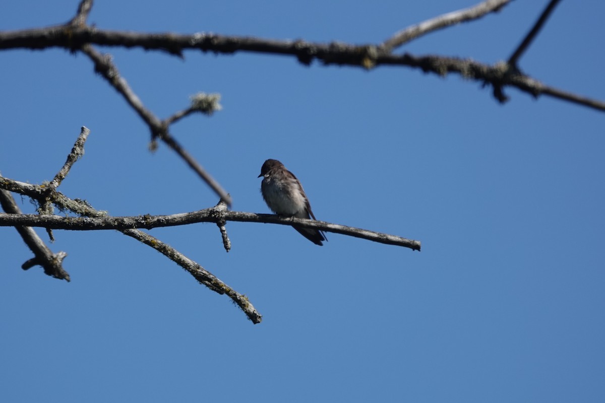 Northern Rough-winged Swallow - Mary Kimberly