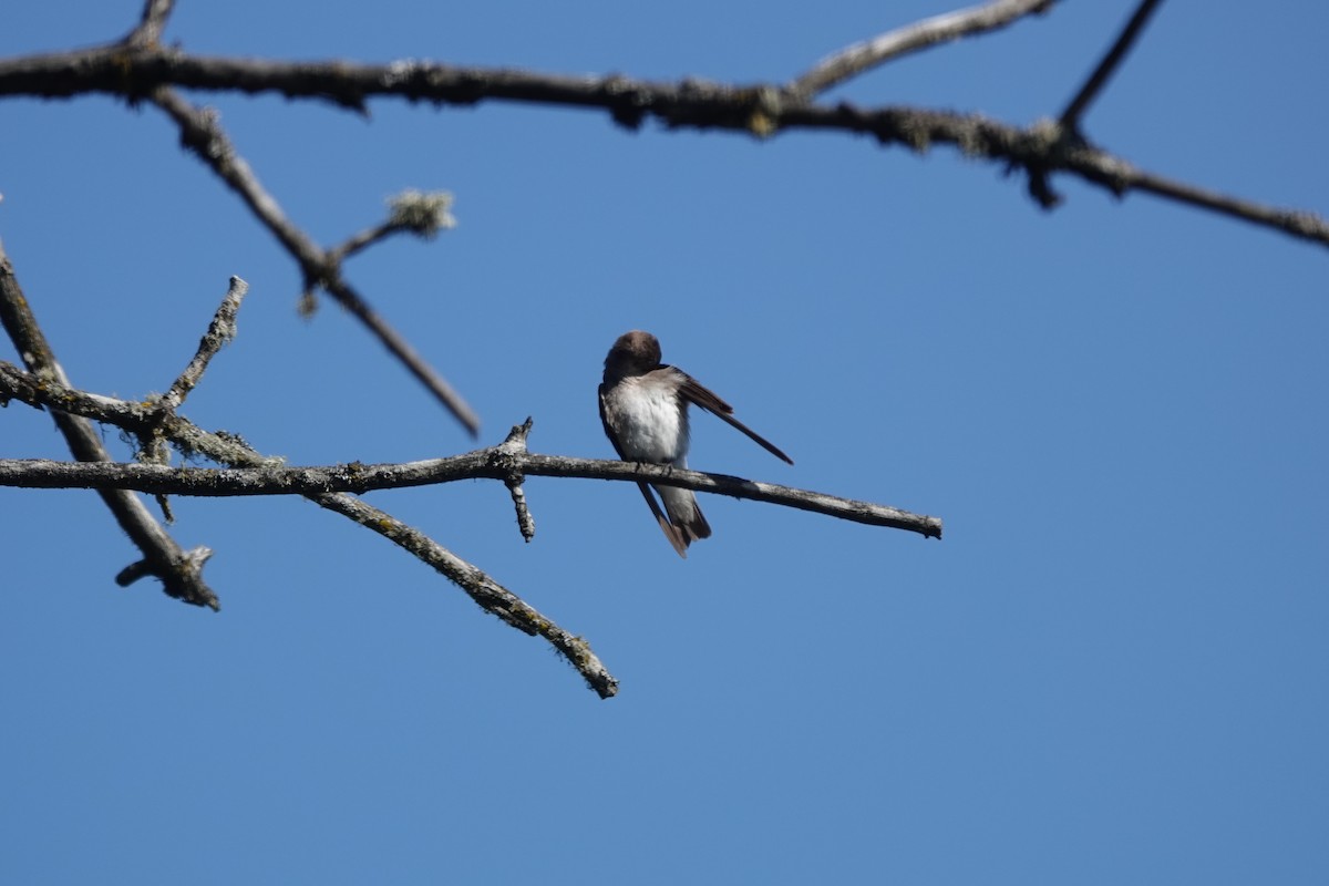 Northern Rough-winged Swallow - Mary Kimberly