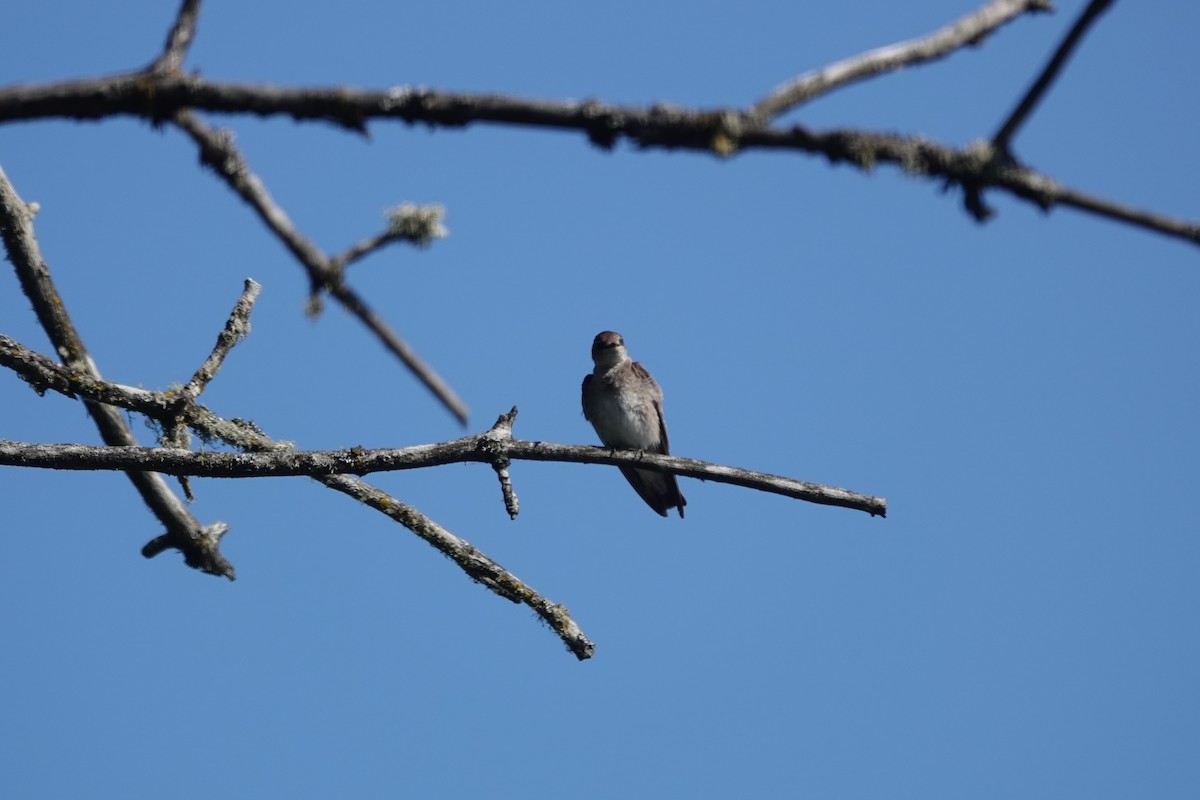 Northern Rough-winged Swallow - Mary Kimberly