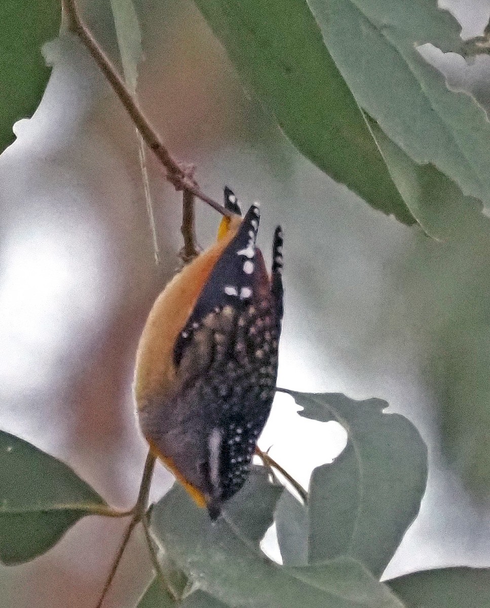 Spotted Pardalote - ML587026091