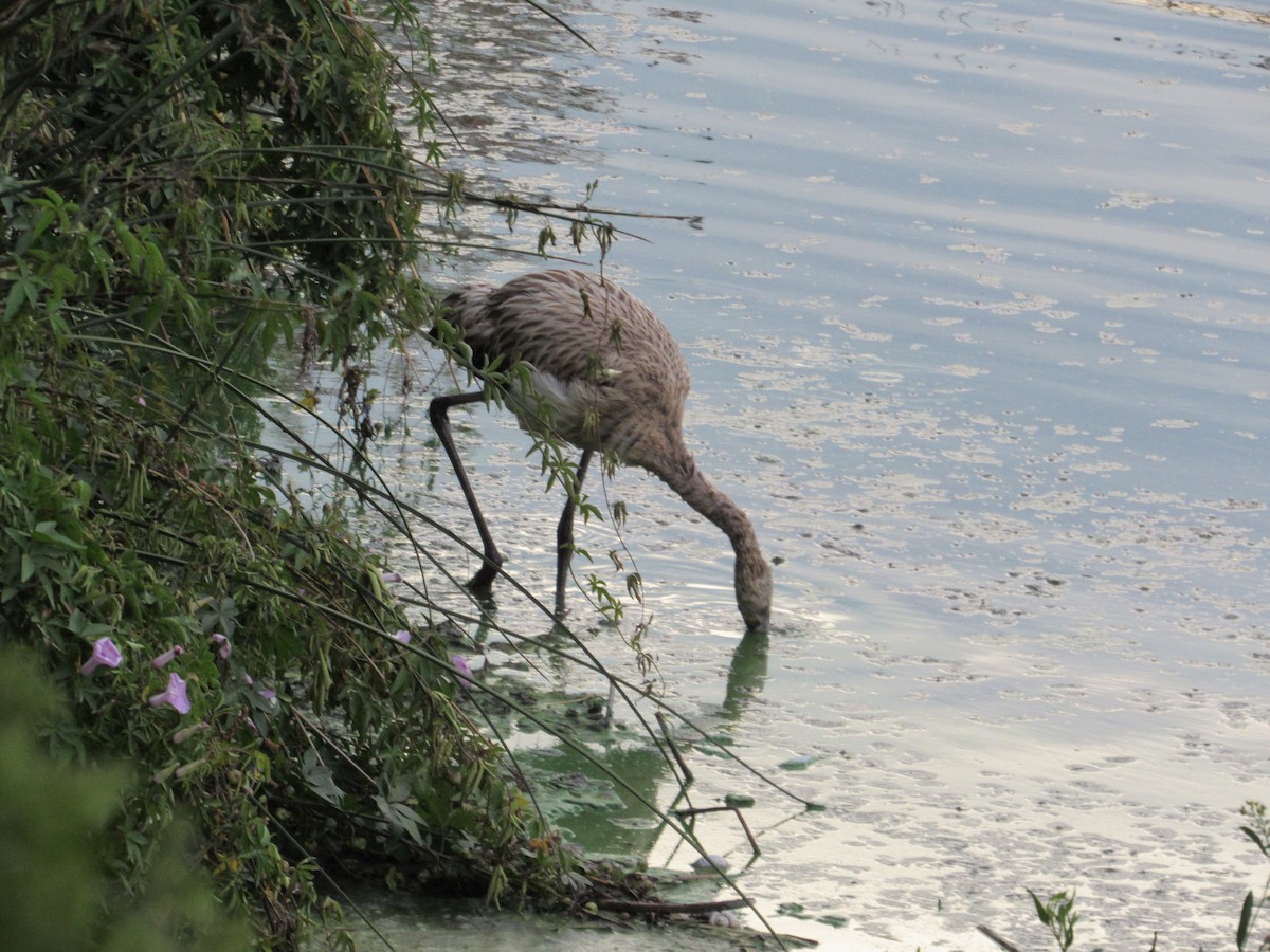 Chilean Flamingo - ML587027091