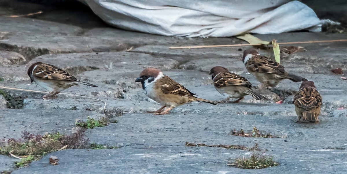 Eurasian Tree Sparrow - ML587027491